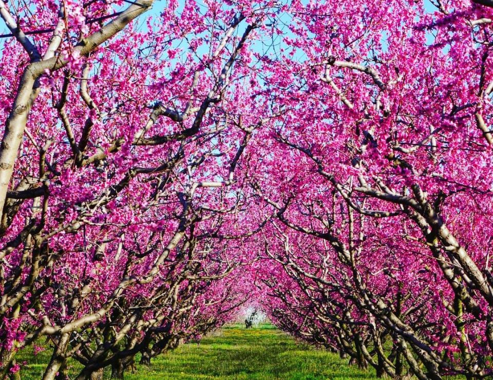 29314518_1992893924292333_1168244801162706944_o